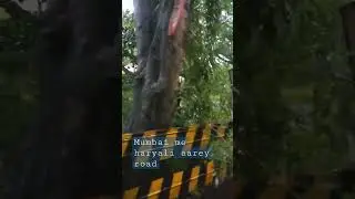 Mumbai aarey road green mumbai