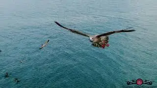 Seagull Tries To Take Out Drone Slow-Motion Must See!! 4K Drone Footage
