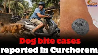 Dog bite cases reported in Curchorem