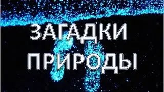 Уникальные явления | Загадки природы | Путешествуем!