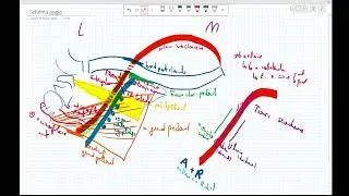 artère axillaire + QCM Anatomie 1ère Année Médecine Cours 17  سنة اولى طب