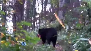 Poaching Investigation