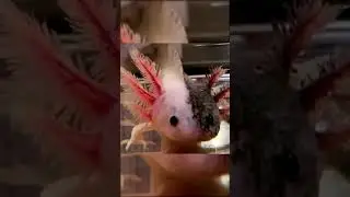 Axolotl's Choreography at mealtime || Aw Pets