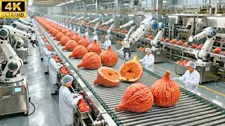 Giant Freeze-Dried Fig: Modern Mass Production & Food Engineering