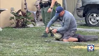 Video shows 'really big' alligator in Miami-Dade neighborhood