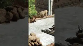 #viral #shortvideo #viralvideo #mahadev #monkey #group #jaibholenaath