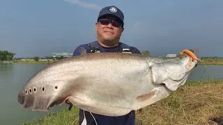 Spotted Featherback on the TriggerX Slop Hopper!