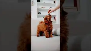 World's Most Beautiful and Rare Dogs #cute #pets #doglover #dogshorts #minipuppy #dog