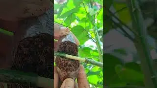 multiply plant 🌳 air layering tehnique 🌳 #bonsai #bonsaitree #tree #gaedwn #gardening  #naturw