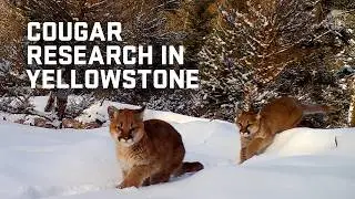 Catching cougars for science