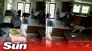 Dog, Harper,  bravely barks at bear, scaring it off and saving family in Upstate New York home