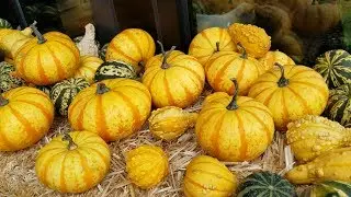 Checking out the pumpkins they have for sale at Provisions Market in downtown Eugene (OFL 0946)