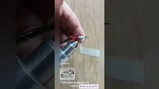 piaba para los pejerreyes