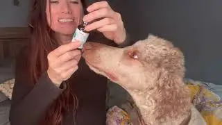Wuffes:  Supplement for dogs