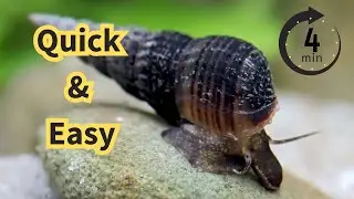 Malaysian Trumpet Snails: The Ultimate Care Guide
