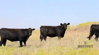 Angus Bred Heifers 2022 - Brorsen Ranch