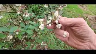Sprinkle's Blueberry Farm 2025 update