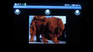 Tibetan Mastiff - App review by ReviewBreaker