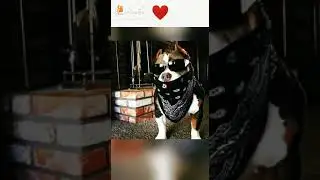 Pitbull fera
