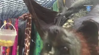 Mother Flying-Fox with her baby:  Pikelet and baby