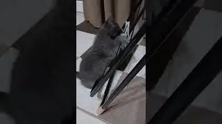 Independent Kitten vs. The Most Annoying Toy