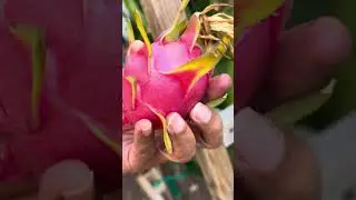 Hand Picking vs Scissor Cutting Which is FASTER for Dragon Fruits? #you decide #shorts