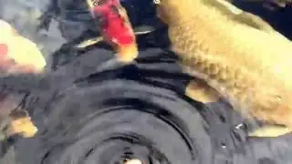 Koi 2.9.2016