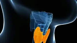 What Is the Role of Negative Feedback in the Endocrine System