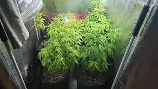 CAP 1 - CULTIVO INTERIOR 2025/26 - ULTIMA ETAPA VEGE Y RED SCROG