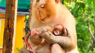 Live: Precious First Moments &mdash; Newborn Monkey Receives Tender Care from Loving Mama 🐒💛