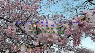 Welcome to the Pacific Northwest! Cherry Blossom Waterfront- Plus:WHY you should NOT visit Portland