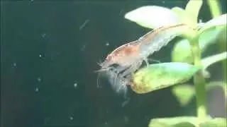 Young Atya scabra