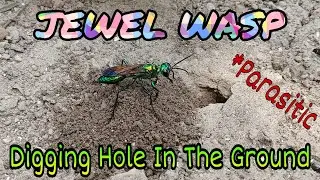 Jewel Wasp/ Emerald Cockroach Wasp - Digging hole in the ground