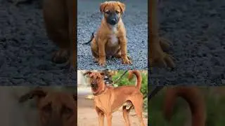 Indian Dog Breeds | Part 2| INDIES | Hunting dogs | Herding Dogs | Trocasm