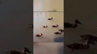 Рыбья стая защищает своих птенцов от уток.