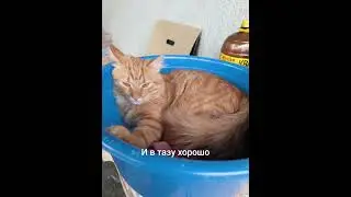 #sorts #cat ТОМАС