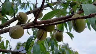 Amandel (Prunus dulcis 'Robijn') in nederland, grote oogsten!
