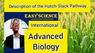How to describe the Biochemistry of C4 plants/Hatch-Slack Pathway?