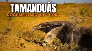 TAMANDU&Aacute;S GIGANTES DO PANTANAL: Os Devoradores de Formigueiros Blindados - Document&aacute;rio Completo
