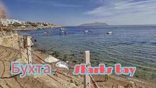 Шарм-эль-Шейх 2025 год бухта Шаркс Бей #шармэльшейх #sharksbay