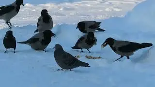 №1975  25. 01.  2022  Накормите птиц зимой