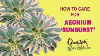 How to Care for Aeonium ‘Sunburst’ (Succulent Care Tips)