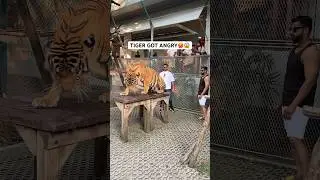Hungry tiger got angry scary moment #youtube #youtubeshorts #viral #thailand #trending