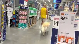 Off leash in public NO TOOLS, NO REWARDS. Real world dog training.