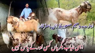 Asi nayab bakria Kisi ur k pass nhi hain owner Waseem Masood blood line master nisar