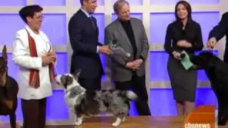 Best In Show