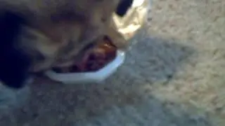 Jeff the Wonder Pug!