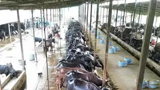 आज का LIVE &ndash; Buffalo Farming Reality | 100% Real Dairy Farm