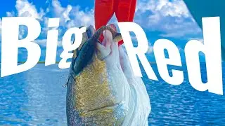 SIGHT CASTING A TEXAS REDFISH
