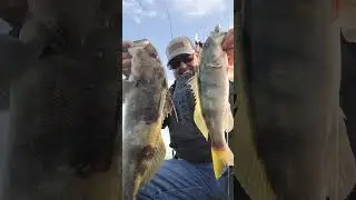 Обычный день в заливе Сан-Диего, забрасываем приманки Hookup Baits 👍🤙
